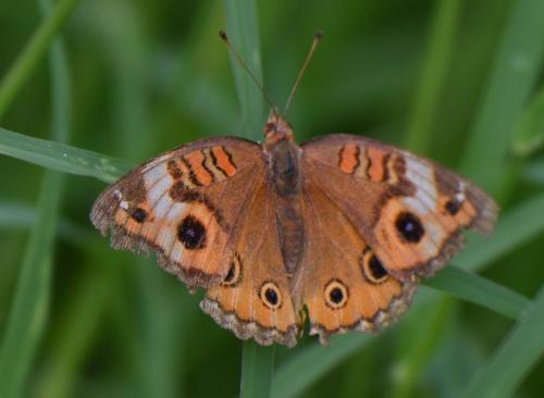 Junonia sp.
