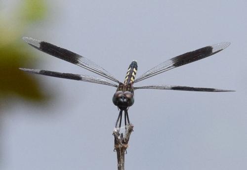 Réf. 175 250 : Erythrodiplax umbrata