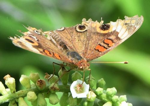 Junonia genoveva