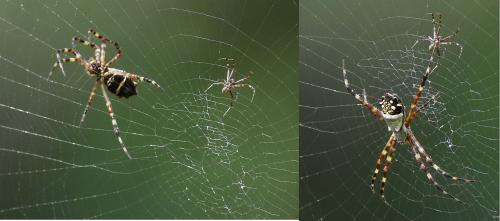 Réf. 175 495 : Argiope argentata