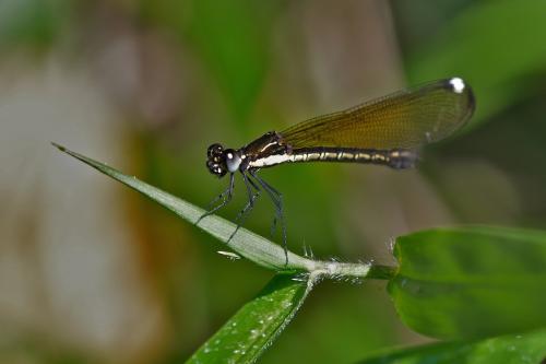 Rhinocypha sp.