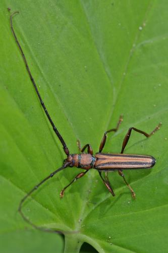 Réf. 175 479 : Xystrocera globosa