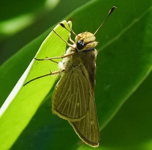 Panoquina panoquinoides