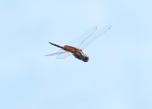 Tramea abdominalis