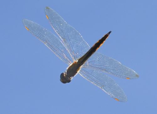 Pantala flavescens