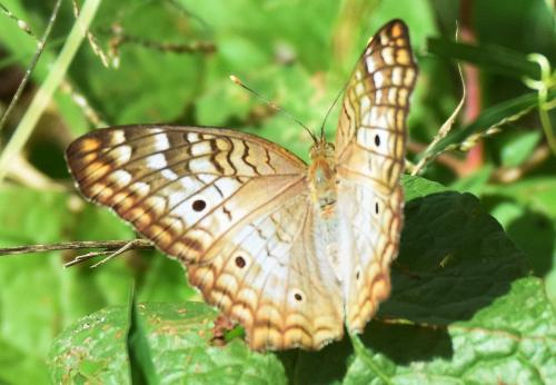 Anartia jatrophae