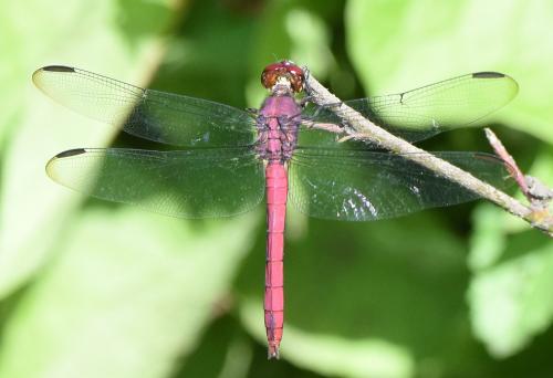 Réf. 175 307 : Orthemis macrostigma