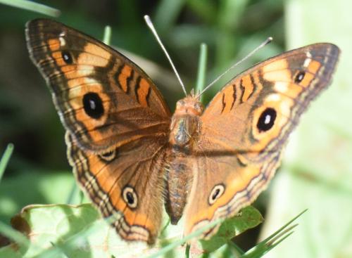 Junonia sp.