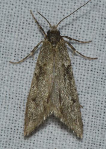 Réf. 175 317 : Diurnea fagella