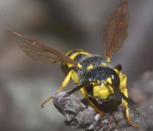 Cerceris (arenaria)