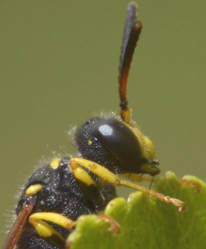 Cerceris (arenaria)
