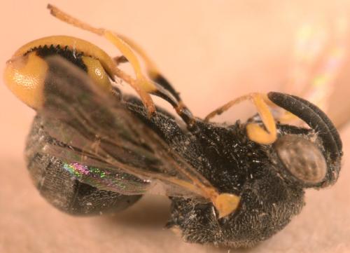 Brachymeria femorata