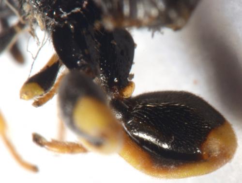 Réf. 175 549 : Brachymeria sp.