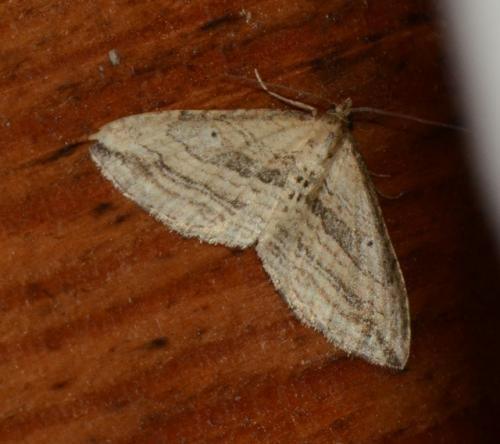 Orthonama vittata