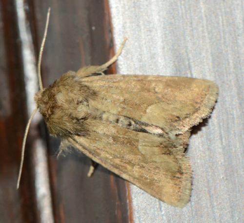 Réf. 175 892 : Oligia fasciuncula