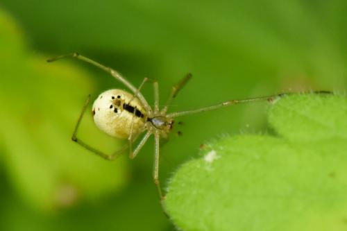 Réf. 175 154 : Enoplognatha sp.