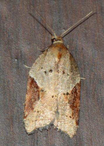 Acleris sp.