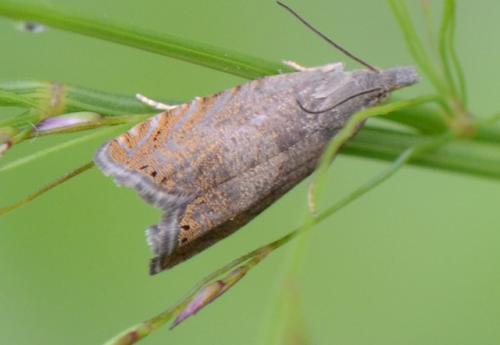 Dichrorampha (aeratana-plumbana)