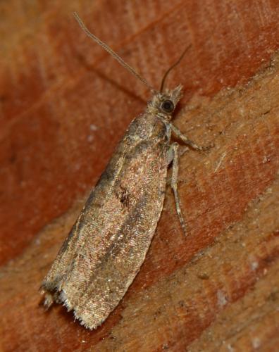 Epinotia (sordidana-caprana)