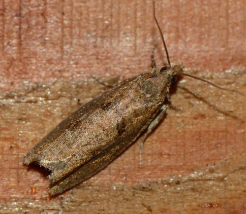 Réf. 175 290 : Epinotia (sordidana-caprana)
