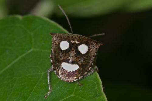 Réf. 175 212 : Paracritheus trimaculatus