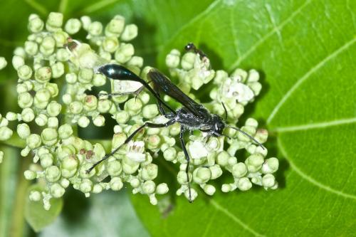 Ammophila sp.