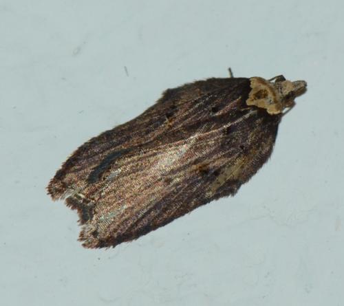 Acleris hastiana