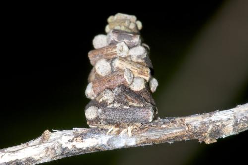 Réf. 175 206 : Cryptothelea sp.