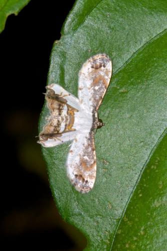 Europlema semibrunnea