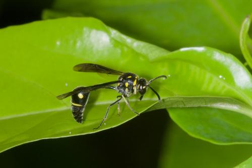 Eumenes sp.