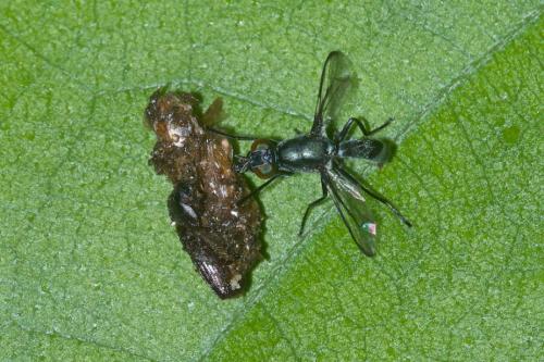 Réf. 175 364 : Plagiostenopterina sp.