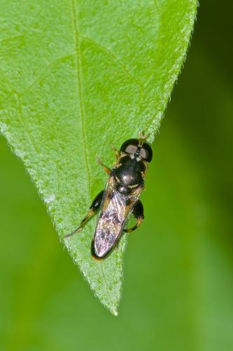Syritta sp.