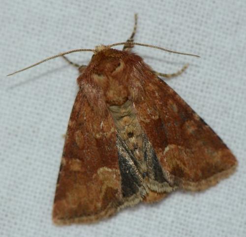 Réf. 175 835 : Oligia fasciuncula