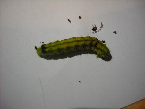 Helicoverpa armigera
