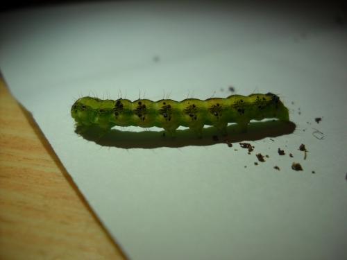 Helicoverpa armigera