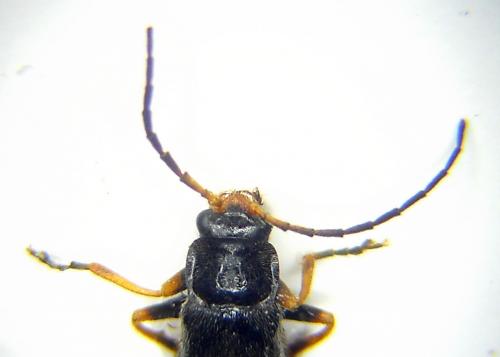 Cantharis flavilabris
