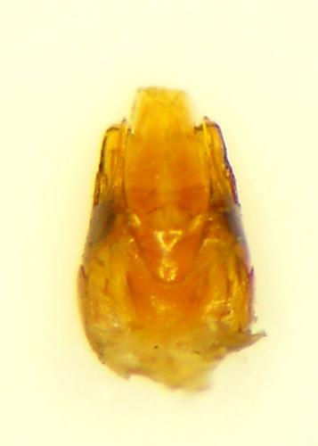 Cantharis flavilabris