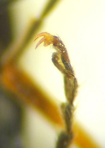 Cantharis flavilabris