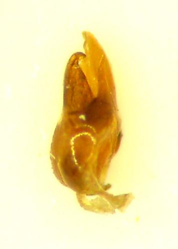 Cantharis flavilabris