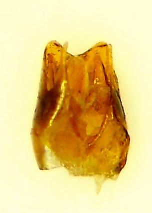 Cantharis flavilabris