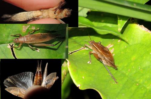 Eneopterinae