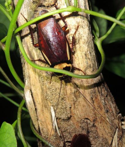 Periplaneta australasiae