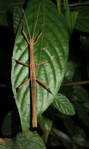 Lamponius guerini