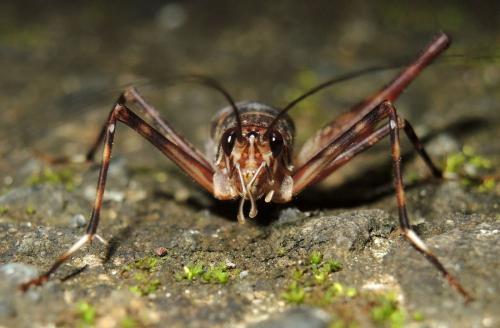 Caribacusta caraibea