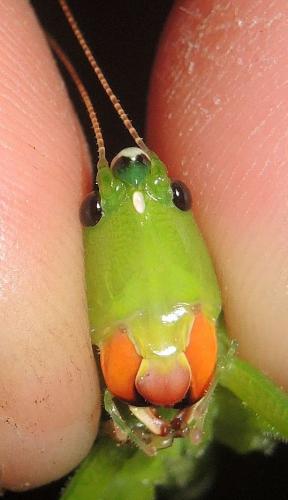 Neoconocephalus affinis