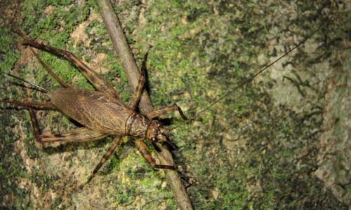 Paragryllus martini