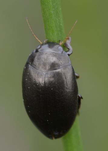 Agabus bipustulatus