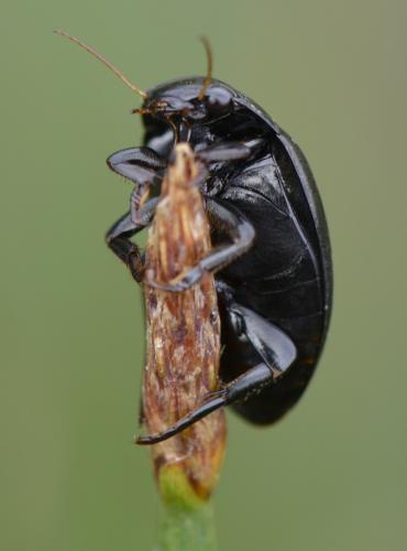 Agabus bipustulatus