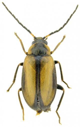 Réf. 175 417 : Odeles marginata