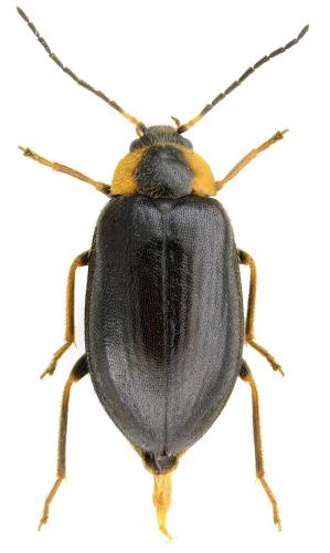 Odeles marginata
